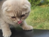Scottish Fold Bebeklerimiz Teslime Hazırdır