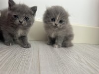 Gri kediler