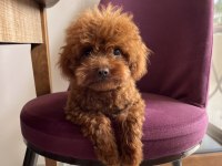 Toy poodle bebekleri