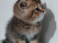 British Shorthair Chocolate Golden Bebeğim