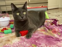 Ücretsiz Sahiplendirme Russian Blue