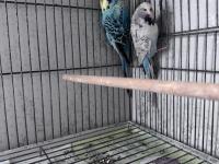 Show Jumbo Çift Muhabbet Kuşu