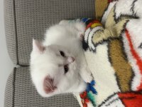 Dünya Tatlısı Beyaz British Shorthair (Teslime Hazır)