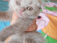 2 Aylık Oyuncu British Shorthair Bebişler