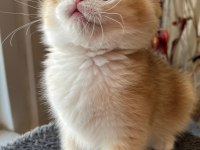 Ny12 Soylu Golden British Yavrular - Muhteşem Tip Ve Karakterli