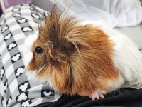 Gayet Sağlıklı Guinea Pig