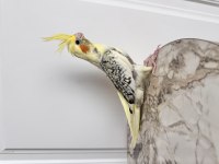 Sultan Papağanları