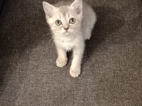 3 Ayrı Anneden British Shorthair Yavruları