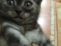 2 Kardeş Tuvalet Eğitimli 4 Aylık Scottish Fold