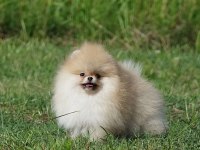 Teddy Bear Pomeranian Yavruları