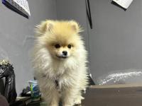 İş Değişikliği Sebebiyle Acil İlgi Manyağı Pomeranian