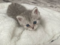 A Kalite Tuvalet Eğitimli Yavru Kediler