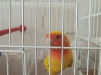 Cennet papağanı 2 yaşında erkek