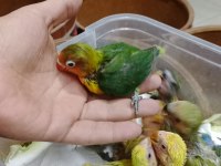 Prehistoricpets Garantisi İle El Besleme Sevdalar