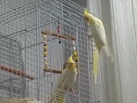 Kırmızı göz takım sultan papağanı