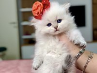 Orjinal british longhair erkek