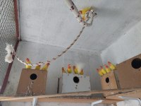 Lutino Sevda Papağanları