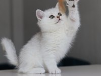 Full Şecereli Babadan Teslime Hazır Erkek Kedimiz