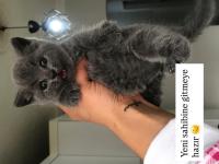 Bebek gibi british shorthair yavrular