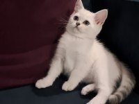 Dişi Silverpoint British Shorthair Yavru