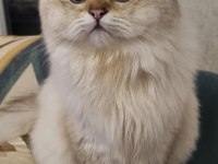 British Longhair Safkan Kedim