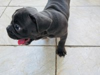 French Bulldog Köpeklerim