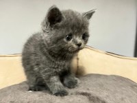 British Shorthair Ve British Longhair Yavrular