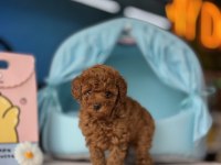 Irk Ve Sağlık Garantili Yavru Köpeklerimiz