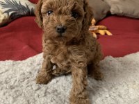 Sağlık Ve Irk Garantili Toy Poodle