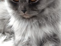 Muhteşem Güzellikte Ns11 Silver British Longhair Dişi