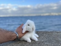 Safkan evcil yavru tavşanlar her yere gönderilir