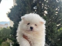 A Kalite Pomeranian Çanta Boy