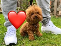 0 Boy Aileden Maltipoo Yavruları
