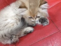 British Longhair Golden Point