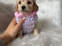 Orjinal Maltipoo Yavrular