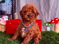 Safkan cins toy poodle yavrular