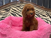 Özel toy poodle cinsi yavrular