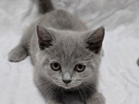 3 Aylık British Shorthair Sahiplendirme