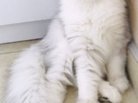 Silver Shaded British Longhair Erkek