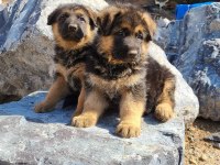 Alman Çoban Köpeği Yavruları
