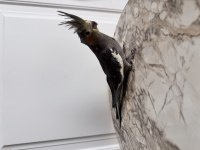 Sultan papağanlar sahiplendirilecek