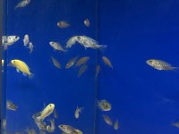 Üreticiden Cichlid Balıklar