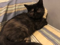 2.5 Aylık Dişi Exotic Shorthair
