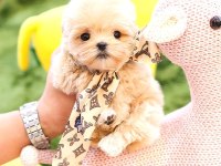 Kore maltipoo bebek köpeklerim