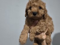 Toy Poodle Yavruları