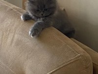 British Longhair Kedilerimiz 2 Tane