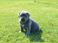 Dev cane corso yavru köpekleri