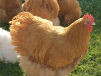 Üreticiden Sağlıklı Ve Irk Özellikli Orpington Civciv Ve Yumurta