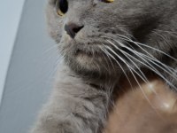 Kendi Kedilerim Acil Sahiplendirilecektir