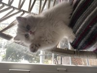 Nadir Renk British Longhair